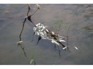 Dereye Bırakılan Atıklar Yüzünden Binlerce Balık Telef Oldu