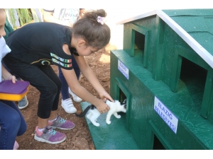 Örnek Projeyle "Kedi Ve Köpekler" Okul Bahçesinde