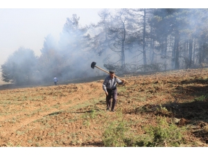 Bolu’da Orman Yangınında 10 Dönümlük Alan Zarar Gördü