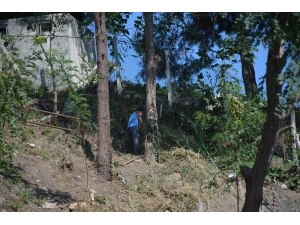 Tarım İl Müdürlüğü Binası Arkasında Bulunan Ağaçlar Kesiliyor