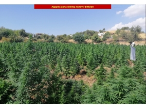 Terör Örgütü Pkk’nın Finans Kaynağına Darbe: 1 Ton Esrar, 6 Milyon 718 Bin Kenevir Ele Geçirildi