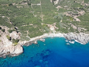 Teleferikle Muz Hasadı