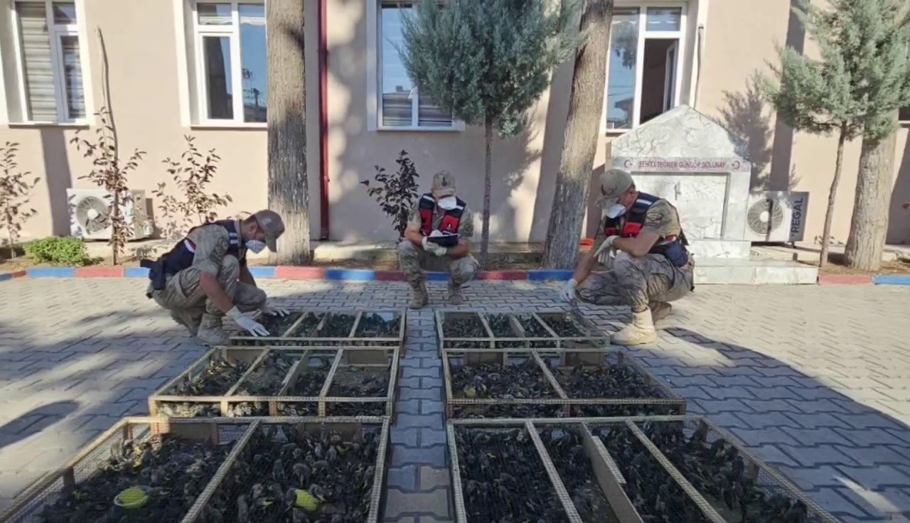 suriye-ye-gecirilmek-istenen-2-bin-114-saka-kusuna-19-milyon-871-bin-tl-ceza