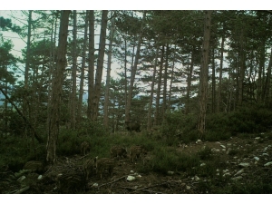 Tekirdağ’da Yaban Domuzları Fotokapana Yakalandı