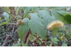 Kütahya’da Tırtıl İstilası