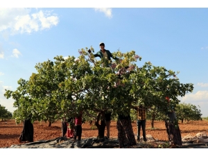 Antep Fıstığında Düşük Rekolte Yüksek Fiyat