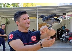 Antalya’da Yavru Karga İtfaiyenin Maskotu Oldu