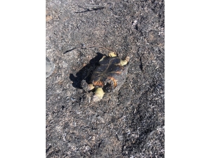 Silivri’de 3,5 Hektarlık Ormanlık Alan Kül Oldu