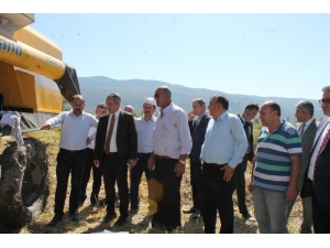 Tosya’da Pirinç Hasadı Başladı