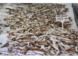 Karadeniz’de Mezgit Bolluğu