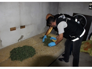 Mısır Tarlasında Kenevir Hasadı Yapıp Evlerinde Esrar Ürettiler