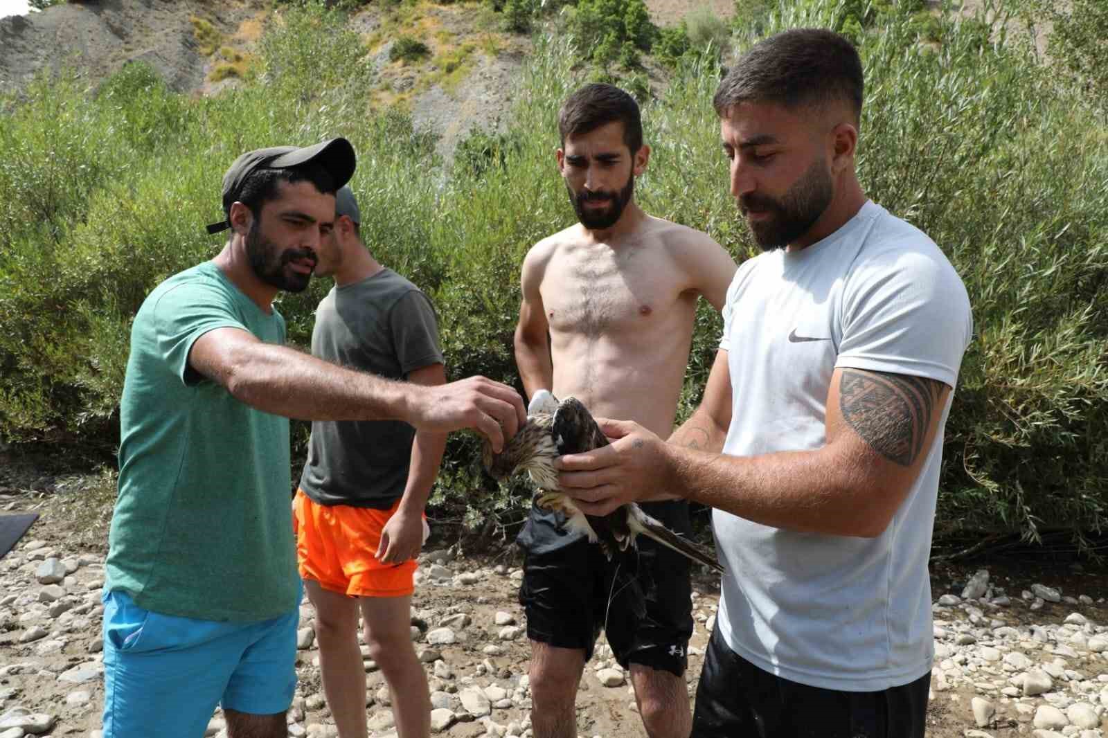 agaca-carpip-suya-dusen-kizil-sahin-kurtarildi