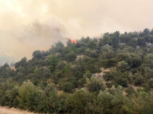 Bilecik’te Orman Yangını