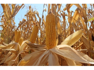 Yapılan Uygulamayla Mısırda Yüksek Verim Elde Edildi