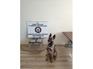 Kars’ta Sokaklar Dedektör Köpek ‘Odin’e Emanet