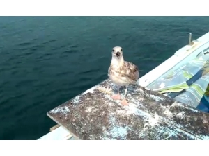 Martılar Onu Hiç Yalnız Bırakmıyor