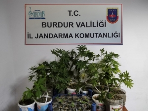 Ceviz Arazilerine Yasa Dışı Kenevir Ektiler, Serbest Bırakıldılar