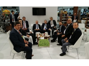 Tarsus’un "Sarıulak Zeytini" Görücüye Çıktı