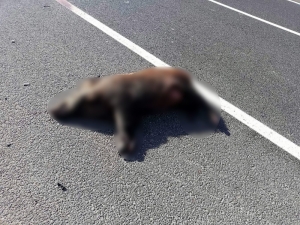 Aracın Çarptığı Yaban Domuzu Telef Oldu