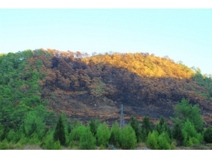 Yangın Sonrası Manzara Yürekleri Burktu