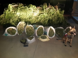 Evin Gizli Bölmesindeki Uyuşturucuyu "Dora" Buldu