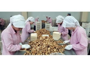 Aydın İnciri, Kayısı Ve Baklavayla Beraber 2 Milyar Euroluk Katma Değer Oluşturacak