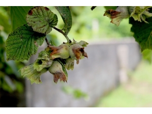 Düzce’den Avrupa’ya 4 Bin 540 Ton İç Fındık İhraç Edildi
