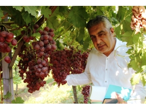 Alaşehir’de 300 Üretici İyi Tarım Uygulamaları Yapıyor