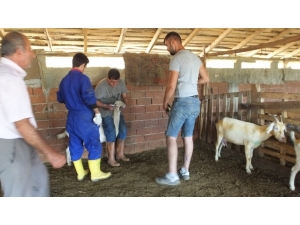 Burhaniye’de Ağıl Yangınında 42 Keçi Telef Oldu