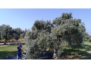 Düşük Rekolteye Rağmen Yüksek Fiyat Zeytinciyi Umutlandırdı