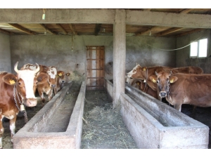 Trabzon’da İnek Ölümleri Tedirgin Ediyor