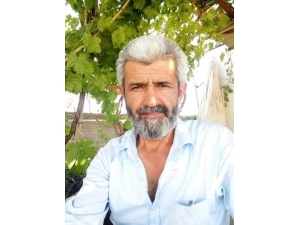 Ceviz Çırparken Ağaçtan Düşüp Öldü