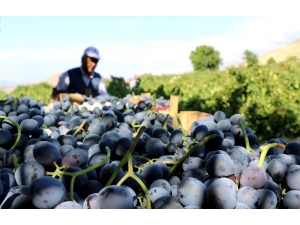 İki Asırlık Bağlarda Üzüm Hasadı Devam Ediyor