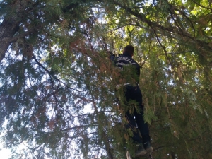 Ağaçta Mahsur Kalan Kediyi İtfaiye Kurtardı