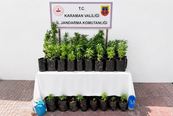 karaman-da-2-bin-802-kok-kenevir-ele-gecirildi