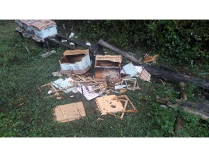 Arı Kovanları 7 Yıl Sonra Ayıların Saldırısına Uğradı