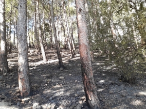 Tarihi Kozan Kalesi’ndeki Yangında 3 Dekar Alan Zarar Gördü