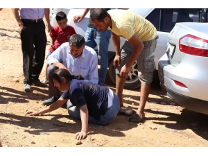 Hızını Alamayan Boğalar, Güreşleri İzleyen Vatandaşların Arasına Daldı