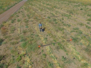 Kayseri’de İlk Defa Soğan Eken Çiftçi Yılmaz: "4 İla 7 Ton Arasında Verim Bekliyoruz"