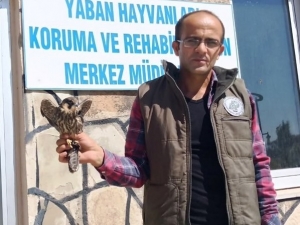 Yaralı Delice Doğan Tedavi Altına Alındı