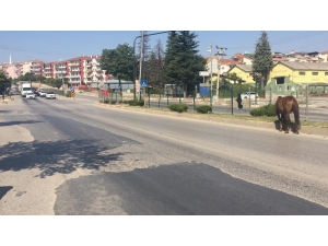 İnegöl’de Başı Boş Atlar Tehlike Saçıyor
