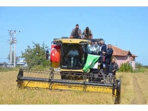 Protokol Çeltik Hasadında