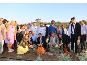 Adana’da Lavanta Üretimi Artıyor