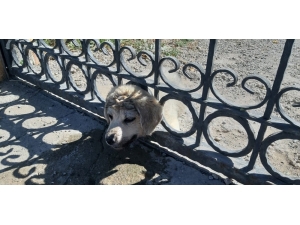 Kafası Demir Korkuluklara Sıkışan Yavru Köpek Kurtarıldı