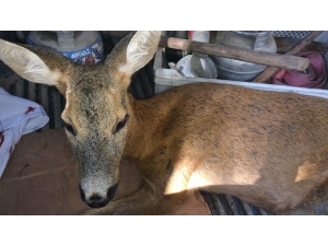 Otomobilin Çarptığı Karaca Telef Oldu