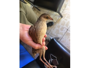 Kılavuz Bıldırcın Kuşu Yorgun Düştü