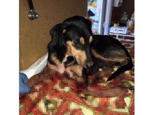 Sokak Köpeğini Acımasızca Vurdular