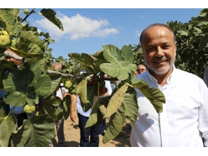 Milletvekili Yavuz’dan İncir Üreticisine Uyarı