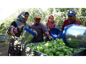 Isparta’da Elma Hasadı Başladı, Başkan Selçuk Hayati Bir Çağrı Yaptı