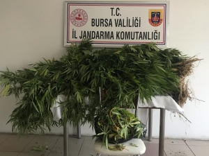 Jandarmadan Uyuşturucu Operasyonu